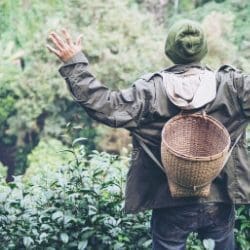 nature-basket-8639214